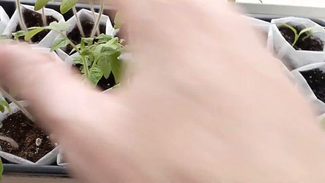 Огуречную рассаду пришлось выкинуть..., пересадила перчики и томатики...