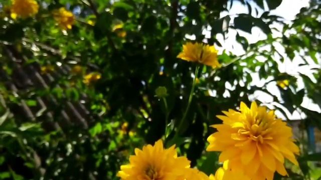 Тихо светит солнышко... смотреть онлайн