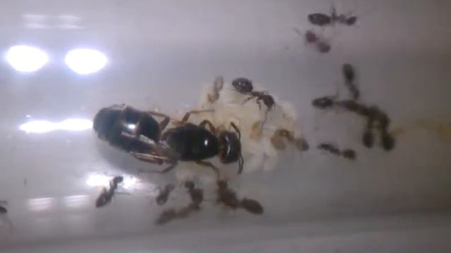 My Liometopum occidentale colony 9-6-2013 смотреть онлайн