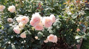 Роза Гуэрнси в Подмосковье