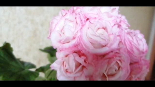 ЗАЦВЁЛ ЧЕРЕНОК DENIS (SUTARVE) смотреть онлайн