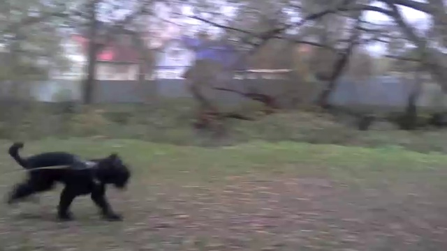 VID_20161021_094952 смотреть онлайн