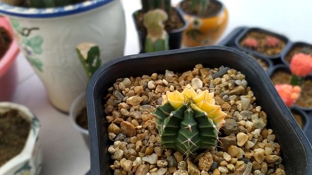 Gymnocalycium variegata Review смотреть онлайн