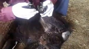 Лечим копыто ягненка. Опухоль и гниль между копытами.