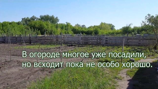 Наши посадки в середине мая 2021 // Птички поют смотреть онлайн