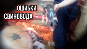 ОШИБКИ СВИНОВОДА | ТЯЖЕЛЫЙ ОПОРОС | МЕРТВЫЕ ПОРОСЯТА