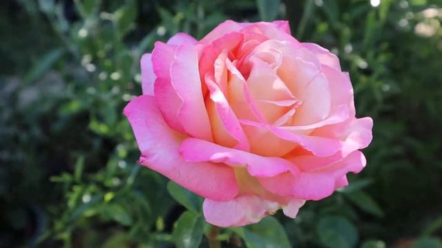 Hybrid Tea Roses Chicago Peace Flowers