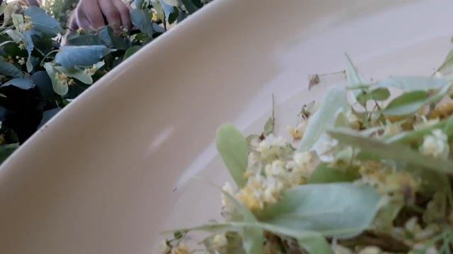 Липовый цвет. Я "лучше" работаю. НЕ О СОБАКАХ))) смотреть онлайн