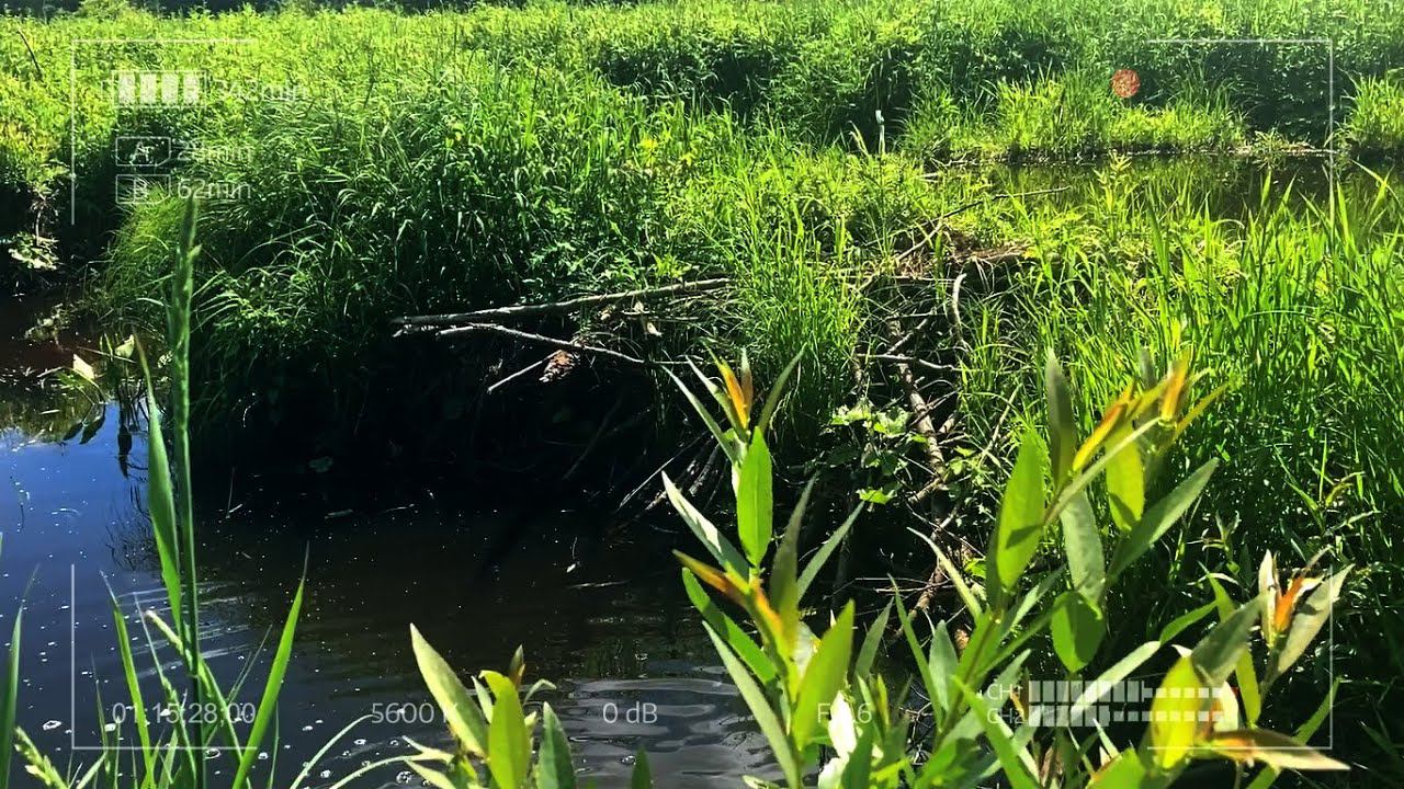 Мормышинг на девственной речке смотреть онлайн