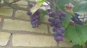 Виноград Свенсон Ред сорт хороший морозостійкий виноград черенки