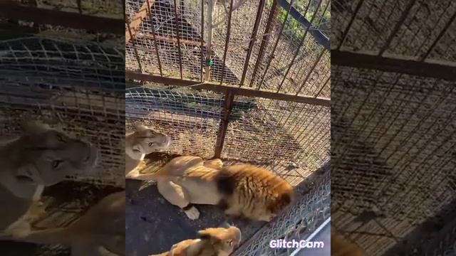 Январь 2022 в "лучшем европейском..." смотреть онлайн