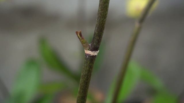 Unexpectedly, Propagate orchids from flower stalks easily using only onions смотреть онлайн