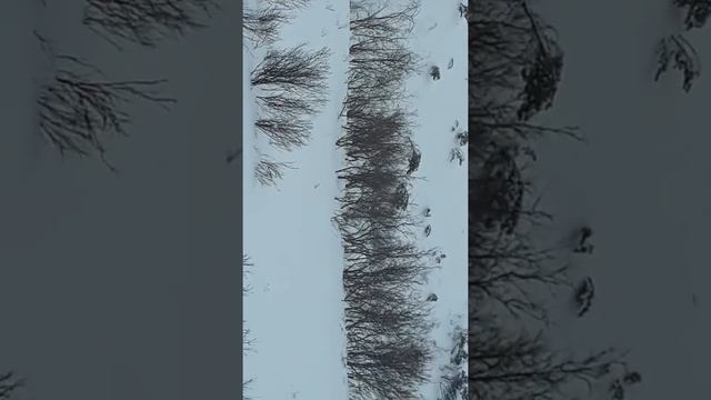 Куропатки малый кубуку смотреть онлайн