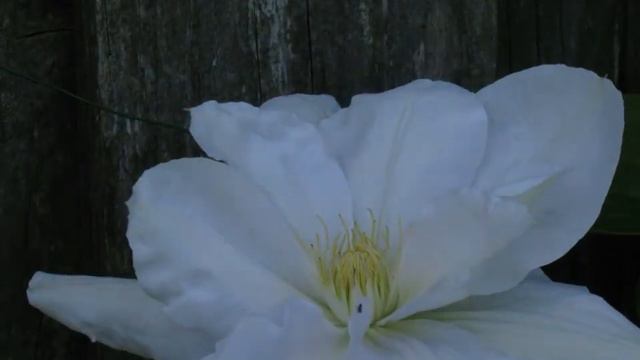 Zeitraffer - Clematis-Blüte Madame Le Coultre смотреть онлайн