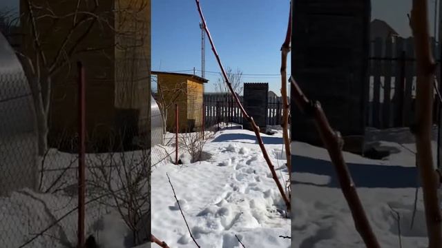 Весенняя обрезка абрикоса. Сорта: Краснощёкий, Алёша, Триумф северный. смотреть онлайн