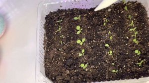 ПЕТУНИЯ ПОСЕВ НА САЛФЕТКУ | ЭТО ВАЖНО❗️КАК СОХРАНИТЬ ВСХОДЫ И НЕ ДАТЬ ИМ ПОГИБНУТЬ