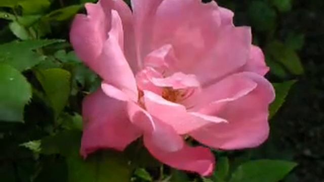 Rose of pink knockout. смотреть онлайн