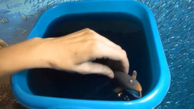 Морские обитатели видео историй для детей смотреть онлайн