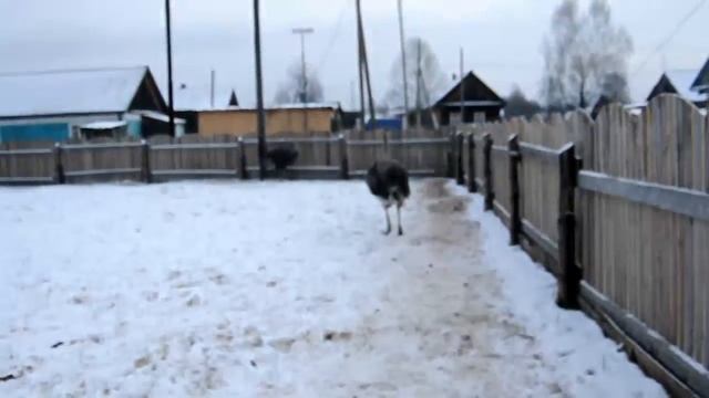 Страусы в Омутнинском районе пос Белореченск смотреть онлайн