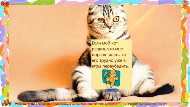 КОТЯЧИЙ КОМПРОМАТ ? АНЕКДОТЫ ПРО КОТИКОВ ? #котики #анекдоты #юмор смотреть онлайн