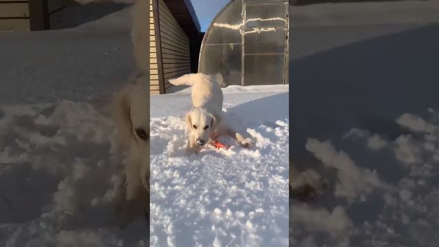 #собака #dog #счастье #любовь #золотистыйретривер