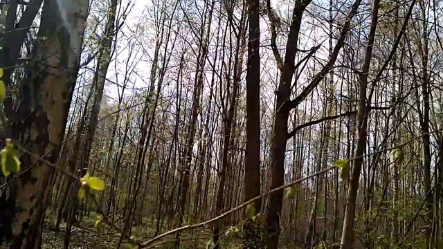 Шашлык.Выход в лес. смотреть онлайн