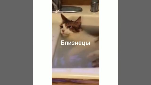 ЗНАКИ ЗОДИАКА КАК МИЛЫЕ ЖИВОТНЫЕ смотреть онлайн