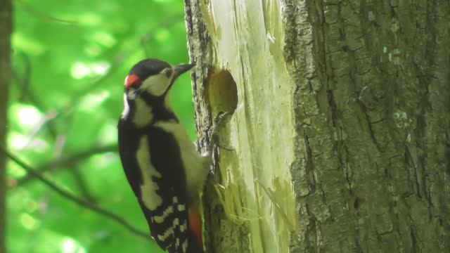Нападения на птенцов малого пёстрого дятла ( Picoides minor ) смотреть онлайн