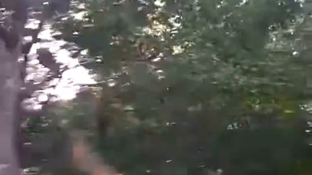 Не удалось залезть на дерево смотреть онлайн