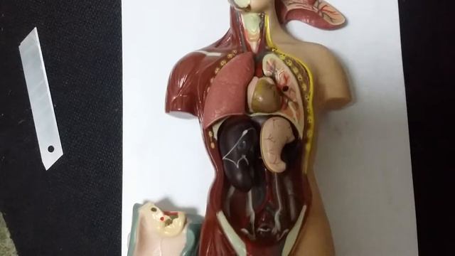 Анатомическая модель человеческого тела 27 см. 8 частей mk027 edu-toys смотреть онлайн