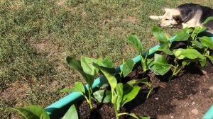 Пересаживаем укорененные черенки лимонов и грейпов. Marianablog.ru (МарианаБлог).Цитрусы и ЗОЖ