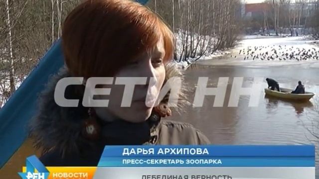 Лебединая любовь с трагичным финалом - лебедь умер от тоски по убитой подруге смотреть онлайн