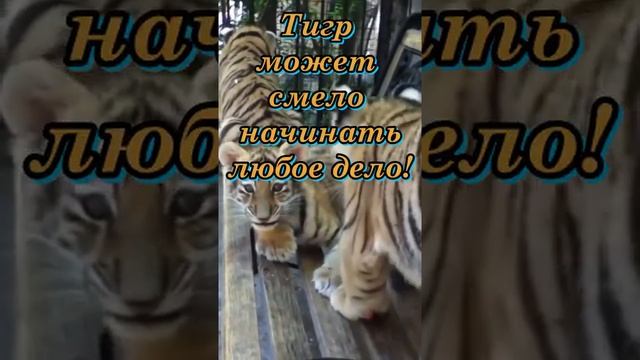 Смотреть ТОЛЬКО ТЕМ, кто родился в год ТИГРА! Вы готовы узнать, что готовит вам год грядущий? смотреть онлайн