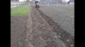 Посадка картофеля мотоблоком под плуг .