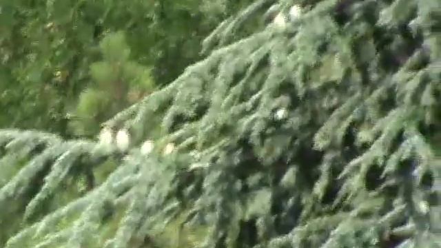 красивые ели в лесу смотреть онлайн