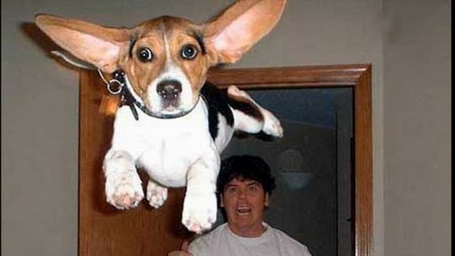 онлайн приколы смотреть бесплатно смотреть онлайн