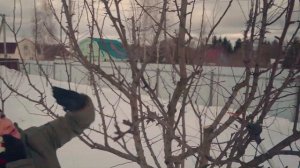 Весенняя обрезка груши