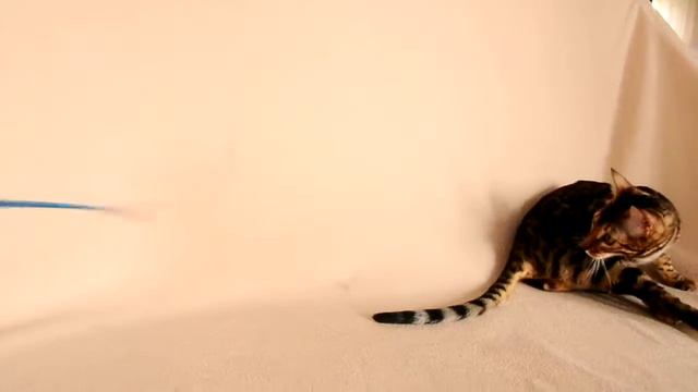 Бенгальская кошечка Аврелия 8.5 мес. смотреть онлайн