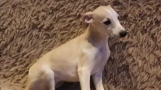 Маленький щенок бежал за автомобилем, из которого его выкинули. Все из за того, что...! смотреть онлайн