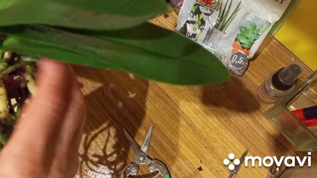 28.01.2023 г. ПЕРЕСАДКА ОРХИДЕИ САНСЕТ ЛАВ!!! смотреть онлайн