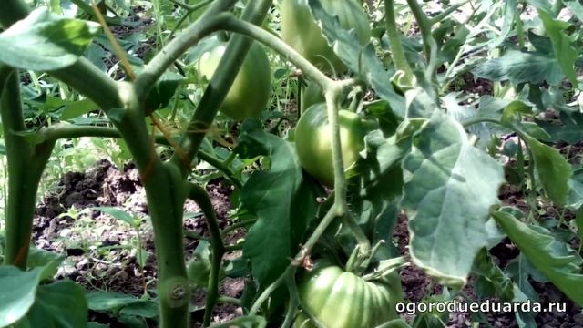 Рассказываю про томаты сорта "Абаканский розовый" смотреть онлайн