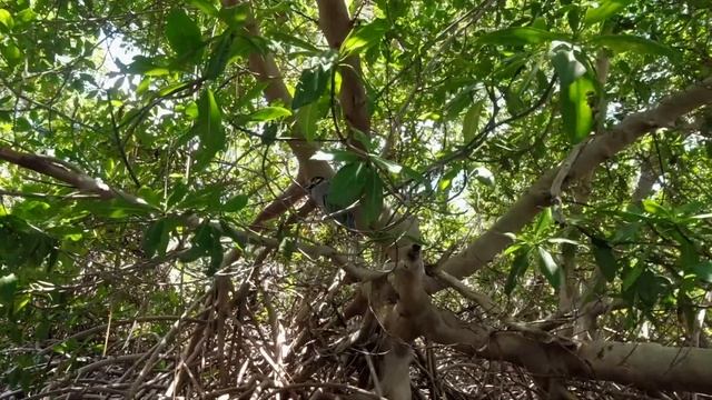 Венесуэла. Экскурсии по Маргарите смотреть онлайн