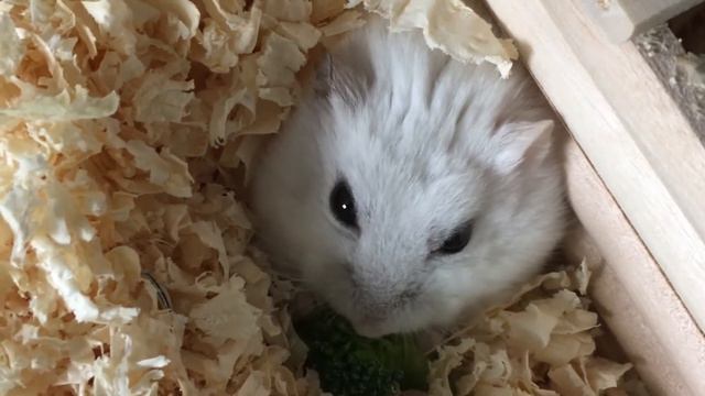 部屋から出ずに少しでも楽して食べたいハムスター。しろみとパンのおやつタイム♪ смотреть онлайн