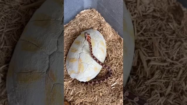 Умерла змея. смотреть онлайн