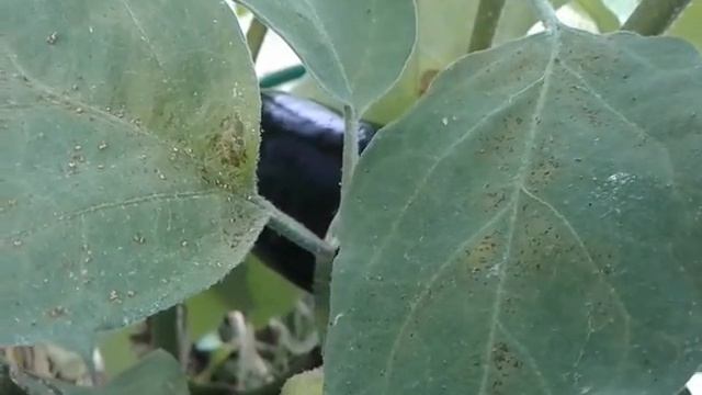 Лучший сорт баклажан. Синие большая теплица. 25.07.2020 смотреть онлайн