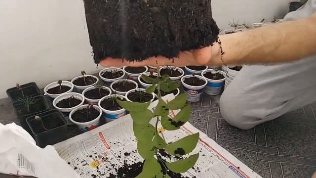 Мандарин из косточки. Корневая мандарина. Пересадка. смотреть онлайн