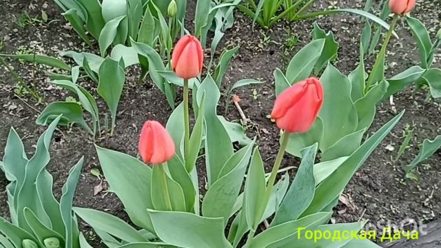 1 Мая!!! смотреть онлайн