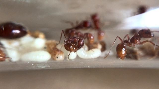 ОПАСНЫЕ МУРАВЬИ-ЖНЕЦЫ ИЗ АМЕРИКИ | Red harvester ant | Pogonomyrmex barbatus смотреть онлайн