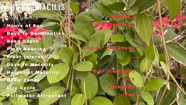 HOYA GRACILIS 