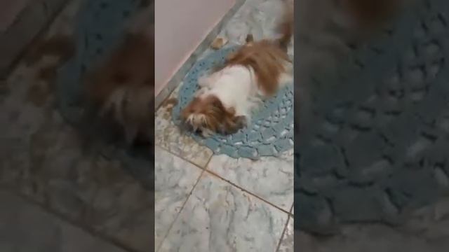 LUNA GRÁVIDA... PORÉM TEVE MUITAS COMPLICAÇÕES E TEVE QUE FAZER CESÁRIA E CASTRAÇÃO. смотреть онлайн